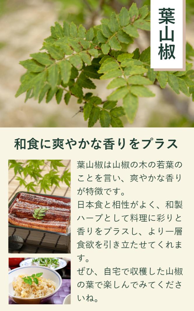 葉山椒 苗 9cmロングポット ぶどう山椒 ハーブ 芳香 さんしょう 山椒