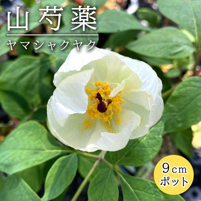 2025年 芍薬畑 確認用ページ 2025年 芍薬畑 確認用ページ しゃく薬】