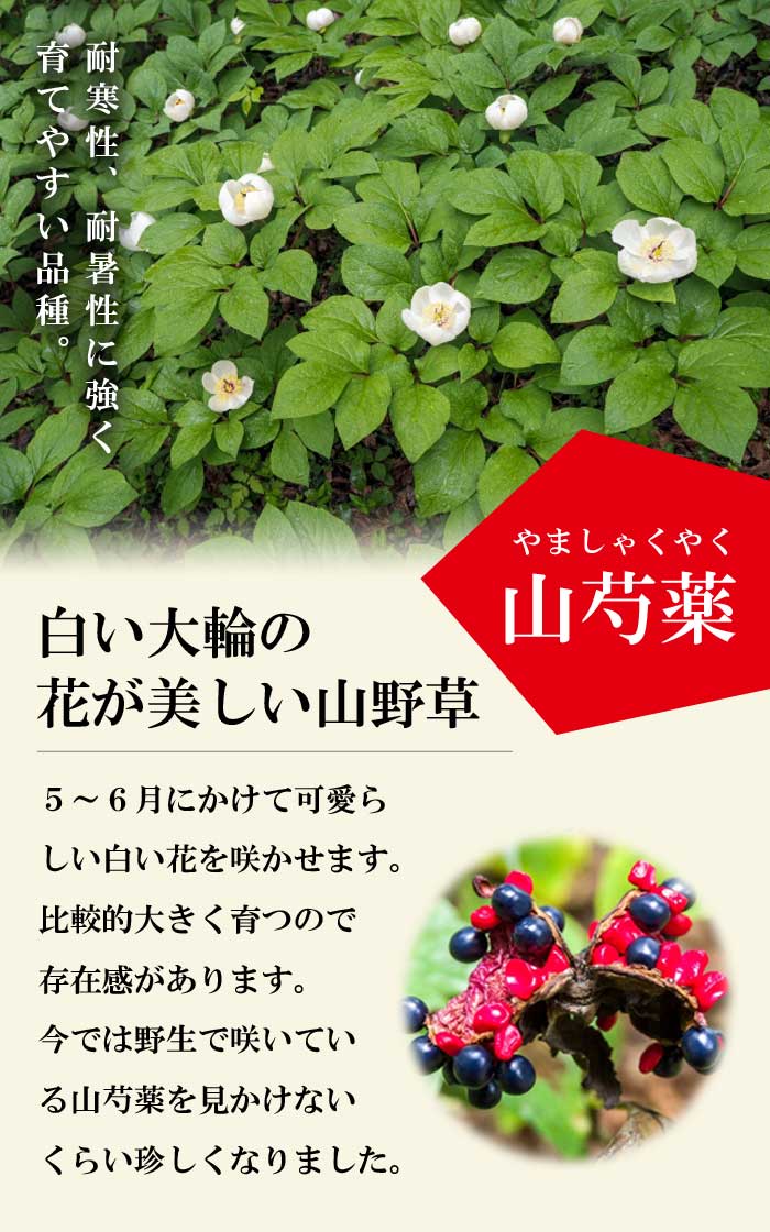 山芍薬 苗 9cmポット ヤマシャクヤク 野生の芍薬 お茶花 赤と黒の実が