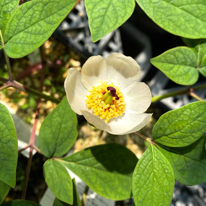山芍薬 苗 9cmポット ヤマシャクヤク 野生の芍薬 お茶花 赤と黒の実が