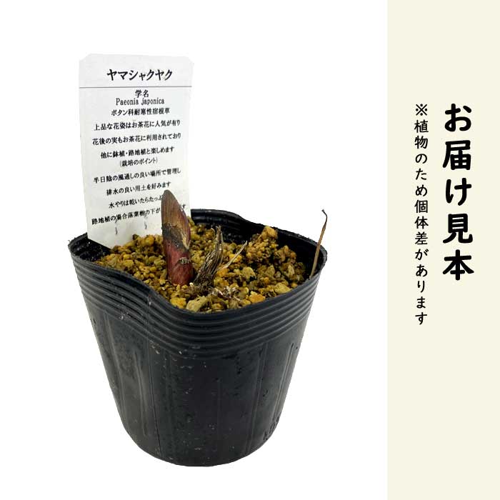 山芍薬 苗 9cmポット ヤマシャクヤク 野生の芍薬 お茶花 赤と黒の実が