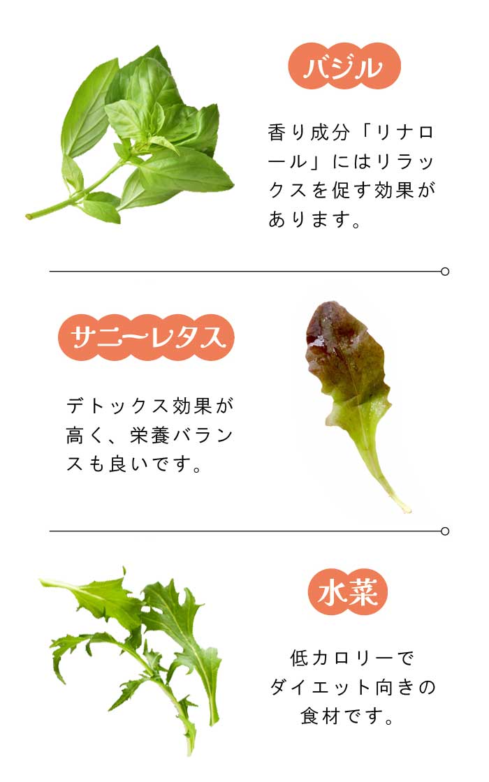 プリムレア 野菜 栽培キット 4号鉢 全6品種 浅鉢 土いらず 手が汚れ