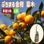 �ⴻ ���� �פ��ޤ� �ⴻ �Ƿ���� 1�� ������ ���� ������ (��Ͽ�ʼ�) ���󥫥� ���󤫤� ���ȷ���� �����ڱ� �����ǥ˥�