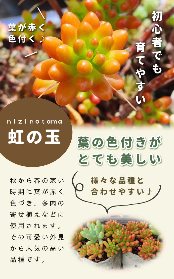 小さな多肉 虹の玉 苗 7.5cmポット ニジノタマ セダム 寄せ植え 多肉