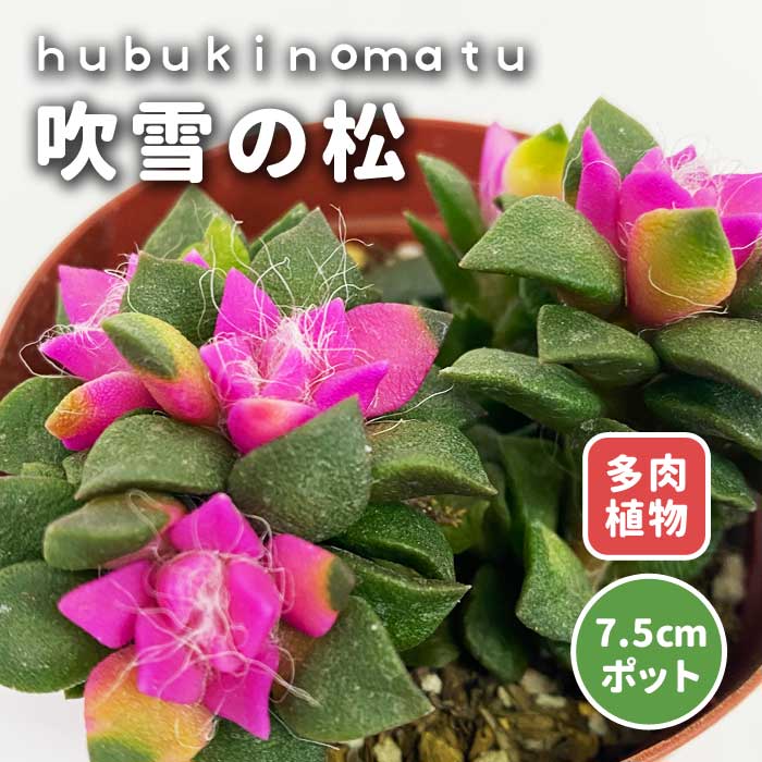 小さな多肉 吹雪の松 苗 7.5cmポット ピンク アナカンプセロス 多肉
