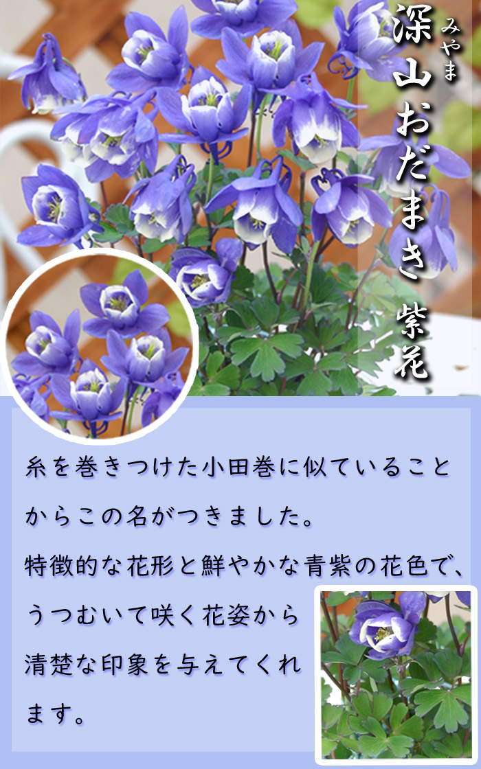 深山おだまき 苗 みやま オダマキ アクイレギア 9cmポット 1株