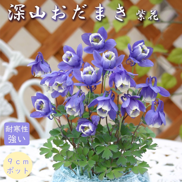 深山おだまき 苗 みやま オダマキ アクイレギア 9cmポット 1株