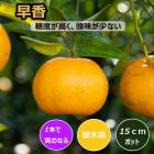 �ߤ��� ���� ��� 15����ݥå� �ݥ󥫥����� �� ��Ͽ�ʼ� ���ȷ����  ���� �̼� ��� �����ڱ� �����ǥ˥� ����̵��