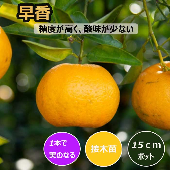 みかん 苗木 早香 15cmポット ポンカン接木 苗 登録品種 自家結実性