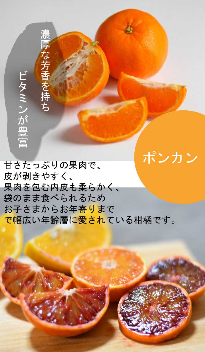 みかん 苗木 太田ポンカン 15cmポット ポンカン 接木 苗 登録品種