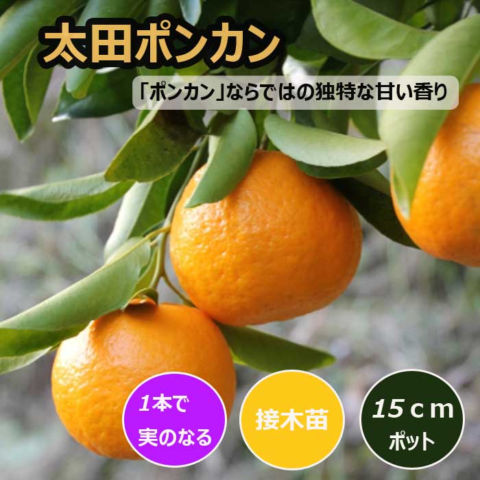 みかん 苗木 太田ポンカン 15cmポット ポンカン 接木 苗 登録品種