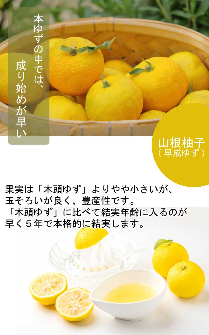 ゆず 苗木 山根柚子（ 早成ゆず ） 15cmポット 接木 苗 自家結実性