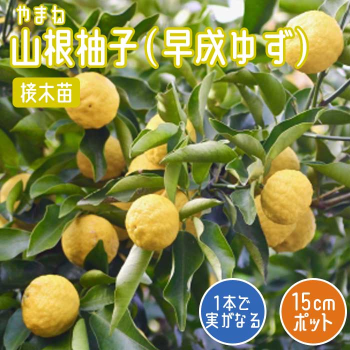 ゆず 苗木 山根柚子（ 早成ゆず ） 15cmポット 接木 苗 自家結実性