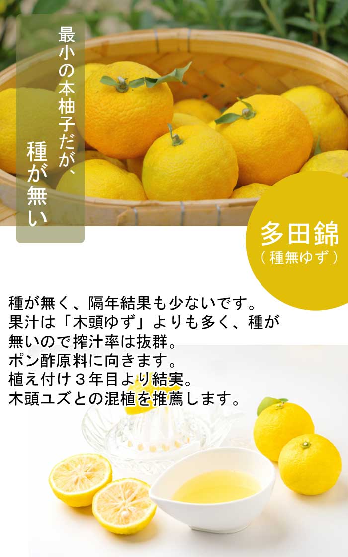 ゆず 苗木 多田錦 ( 種無ゆず ) 15cmポット 接木 苗 自家結実性 ユズ
