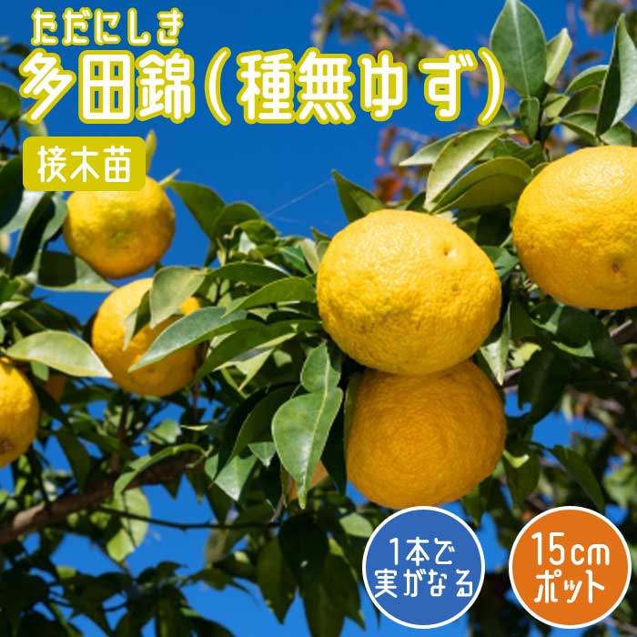 ゆず 苗木 多田錦 ( 種無ゆず ) 15cmポット 接木 苗 自家結実性 ユズ