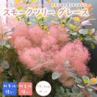 ���⡼���ĥ꡼ ���졼�� ���⡼�� �ĥ꡼ ���� 10.5����ݥå� ���� �� �����ǥ˥� ���� �դ�դ� ��� ����� �դ�⤳ �ե��� �İ��� �򷧤���