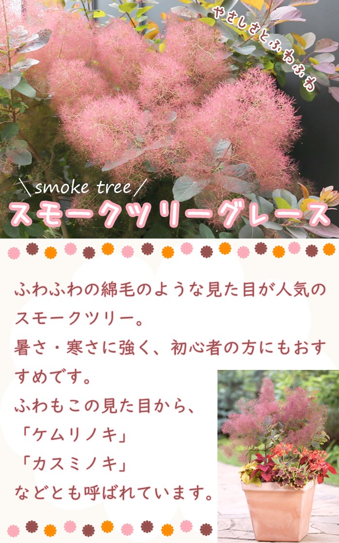 スモークツリー グレース スモーク ツリー 苗木 10.5cmポット 花木