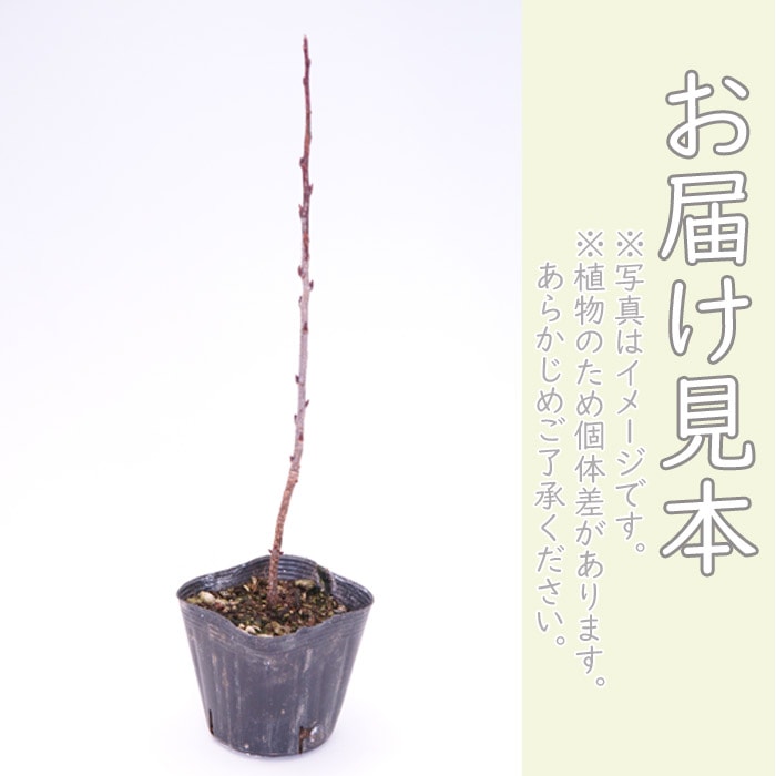 スモークツリー グレース スモーク ツリー 苗木 10.5cmポット