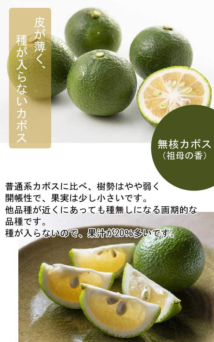 かぼす 苗木 無核 カボス ( 祖母の香 ) 15cmポット 接木 苗 自家結実