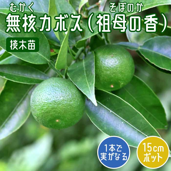 かぼす 苗木 無核 カボス ( 祖母の香 ) 15cmポット 接木 苗 自家結実