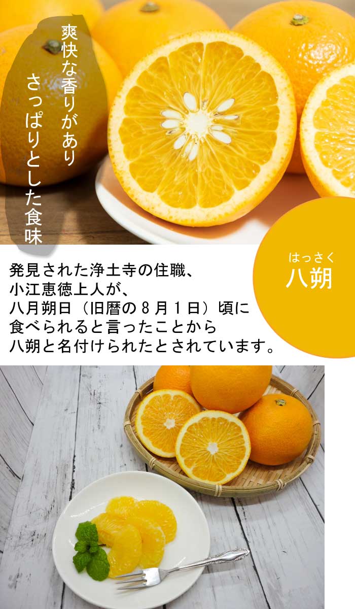 みかん 苗木 農間紅八朔 15cmポット 八朔 接木 苗 登録品種 自家結実