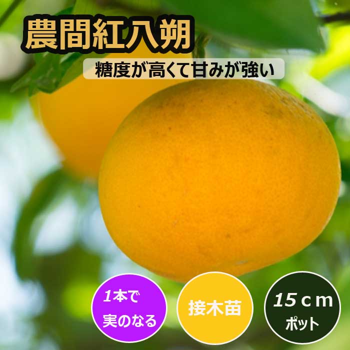 みかん 苗木 農間紅八朔 15cmポット 八朔 接木 苗 登録品種 自家結実
