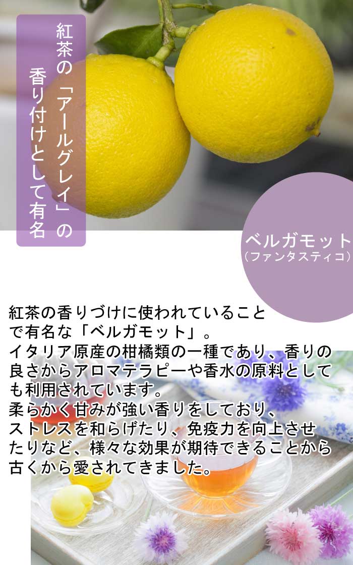 柑橘 苗木 ベルガモット ( ファンタスティコ ) 15cmポット 接木 苗