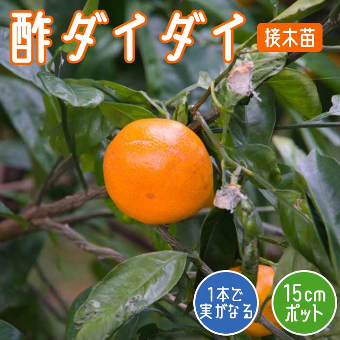 SANKYO オルフェウス 50弁 銘木イエローポプラ「星に願いを／虹の彼方