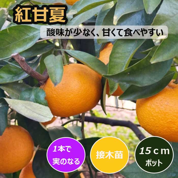 甘夏の苗木 みかん属 柑橘系 甘夏柑 アマナツ 果樹苗 みかん 苗木