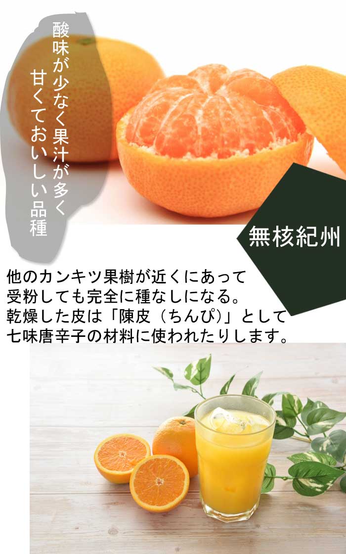 みかん 苗木 種無小みかん（無核紀州） 15cmポット 接木 苗 自家結実