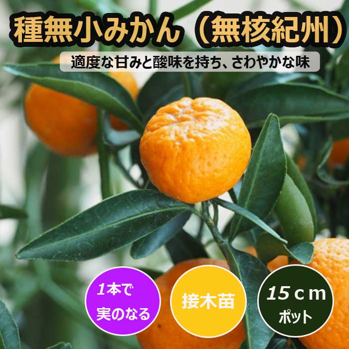 無核紀州 小みかん 3年生 実つき 大苗 種無しみかんの木 桜島小みかん