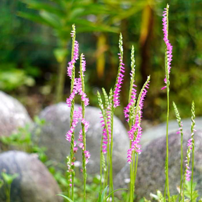 ねじ花 苗 7.5cmポット ピンク 山野草 らせん状に花が咲く ネジバナ
