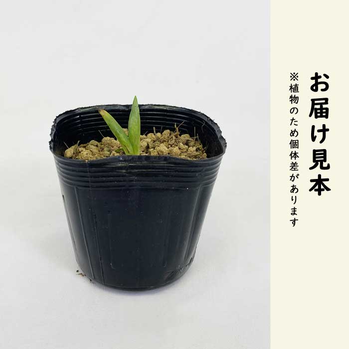 ねじ花 苗 7.5cmポット ピンク 山野草 らせん状に花が咲く ネジバナ