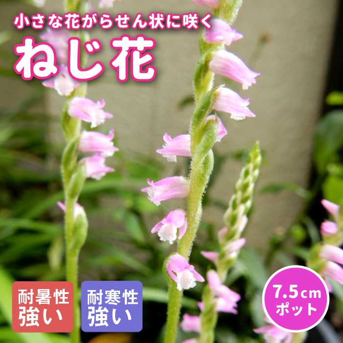ねじ花 苗 7.5cmポット ピンク 山野草 らせん状に花が咲く ネジバナ