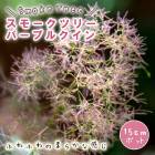 ���⡼���ĥ꡼ ���⡼�� �ĥ꡼ ���� �ѡ��ץ륯���� 15cm�ݥå� ���� �� �����ǥ˥� ���� �դ�դ� ��� ����� �դ�⤳ �ե��� �İ��� �򷧤���