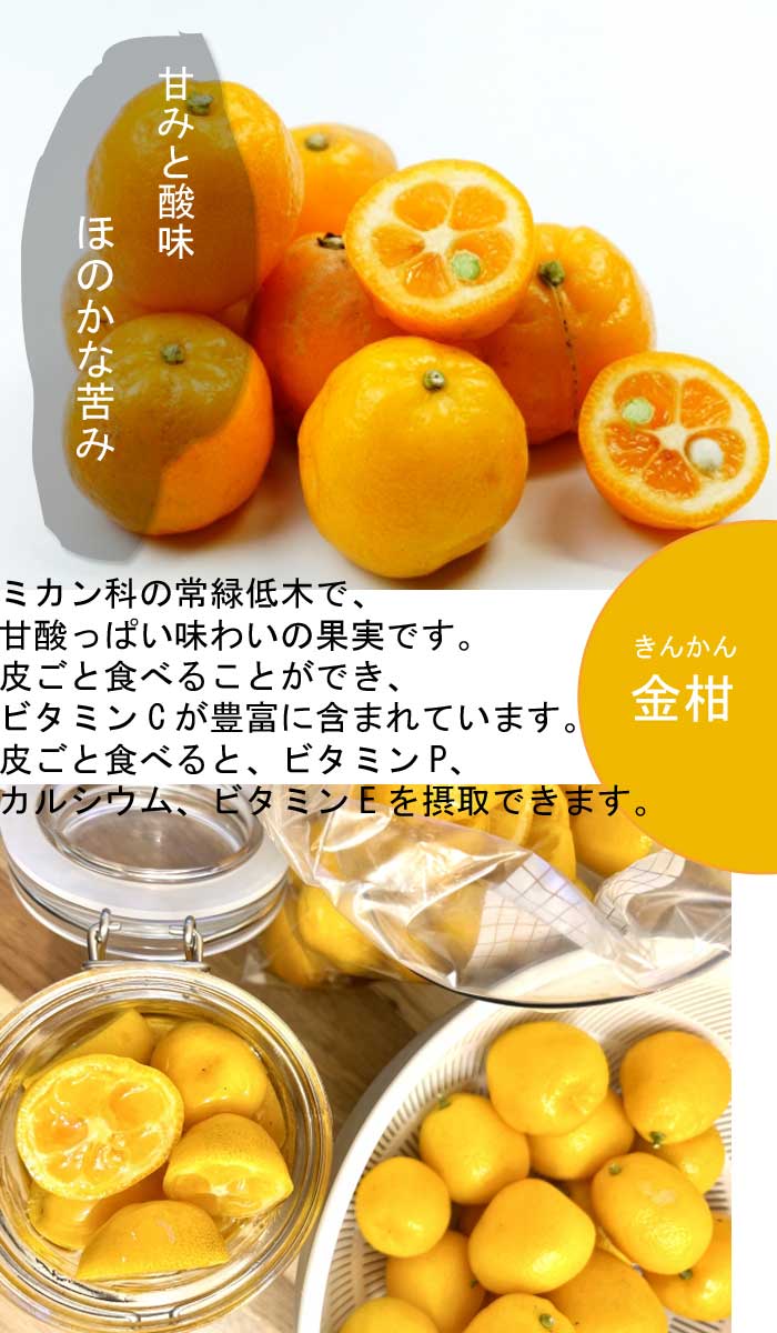 金柑 苗木 寧波金柑 15cmポット 接木 苗 自家結実性 キンカン