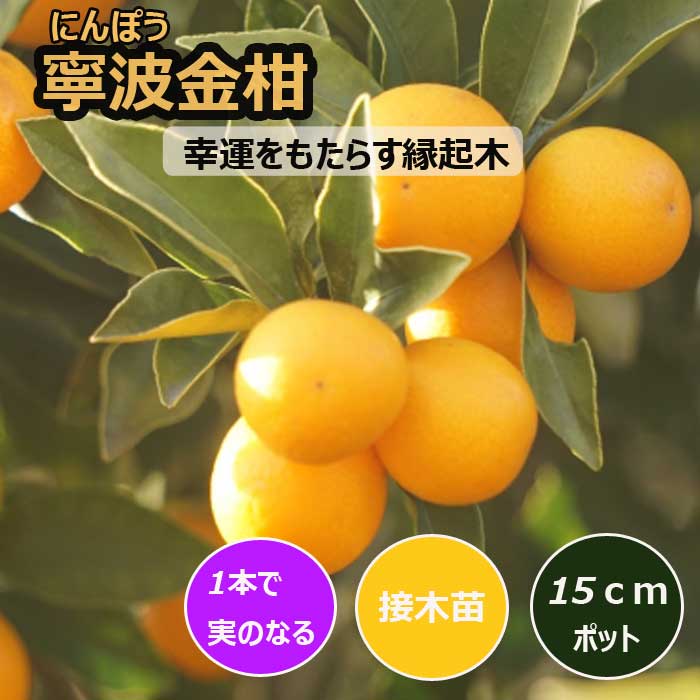 金柑 苗木 寧波金柑 15cmポット 接木 苗 自家結実性 キンカン