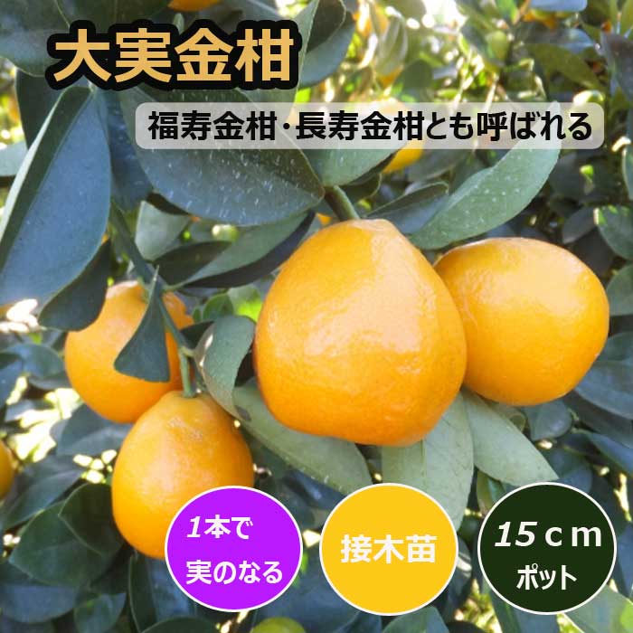 金柑 苗木 大実金柑 15cmポット 接木 苗 自家結実性 キンカン