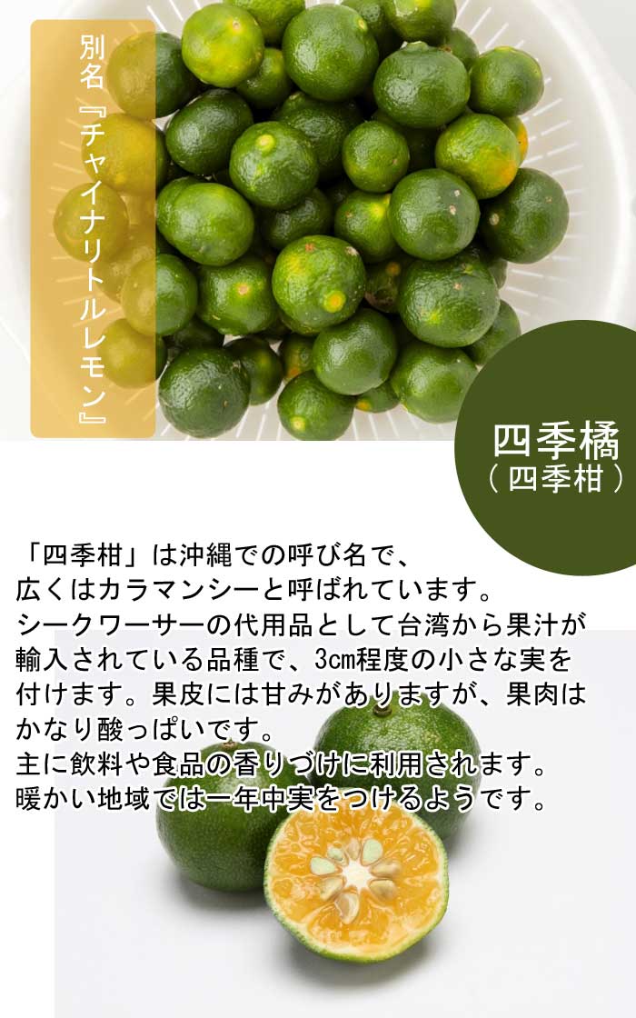 みかん 柑橘 四季橘 ( 四季柑 ) 苗木 15cmポット 接木 苗 自家結実性