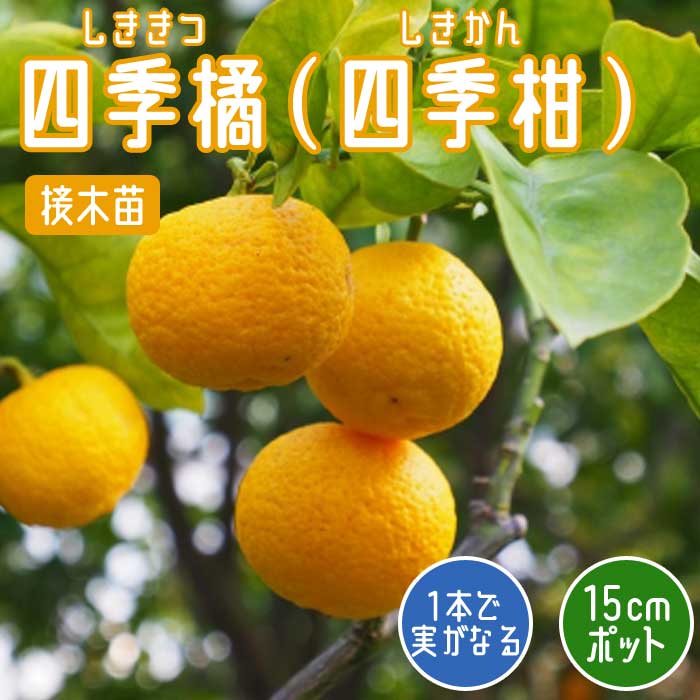 みかん 柑橘 四季橘 ( 四季柑 ) 苗木 15cmポット 接木 苗 自家結実性