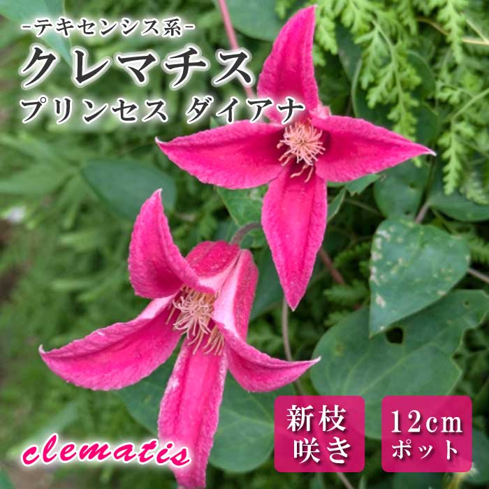 クレマチス プリンセス ダイアナ 12cm苗 ピンク 【テキセンシス系