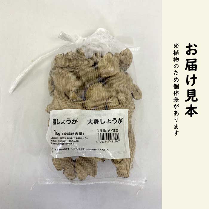種 生姜 【 タイ産 大身 しょうが お徳用 約1kg 】 種球根 大しょうが