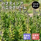 ��ͽ��ۥץ�ߥ��� �ɺ��� �� �Хץƥ����� �Х˥饯�꡼�� 12����ݥå� ����ä��󤽤� ¿ǯ��ڣ����Ⱦ���缡ȯ����