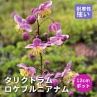 ��ͽ��ۥץ�ߥ��� �ɺ��� �� ���ꥯ�ȥ�� �����֥�˥��ʥ� 12����ݥå� ����ä��󤽤� ¿ǯ��ڣ�������ܤ��缡ȯ����