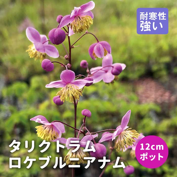 プレミアム 宿根草 苗 タリクトラム ロケブルニアナム 12cmポット
