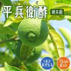 �ߤ��� ���� ʿʼ�ҿ� 15����ݥå� ���� �� ���ȷ���� �̼� ��� �����ڱ� ������� �إ٥� �ؤ٤� ���� ¿�� �ݤߤ��� ����̵��