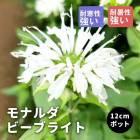 ��ͽ��ۥץ�ߥ��� �ɺ��� �� ��ʥ�� �ӡ��֥饤�� 12����ݥå� ����ä��󤽤� ¿ǯ��ڣ�������ܤ��缡ȯ����