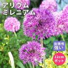 ��ͽ��ۥץ�ߥ��� �ɺ��� �� ���ꥦ�� �ߥ�˥��� 12����ݥå� ���ꥢ�� ����ä��󤽤� ¿ǯ��ڣ�������ܤ��缡ȯ����