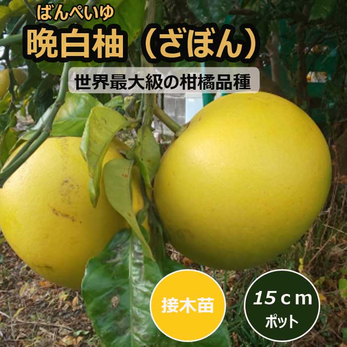 文旦 苗木 晩白柚（ザボン） 15cmポット 接木 苗 ブンタン 柑橘 果樹