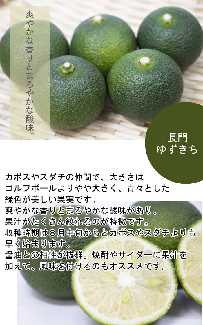 柑橘 苗木 長門ユズキチ 15cmポット 接木 苗 自家結実性 長門 ゆずき